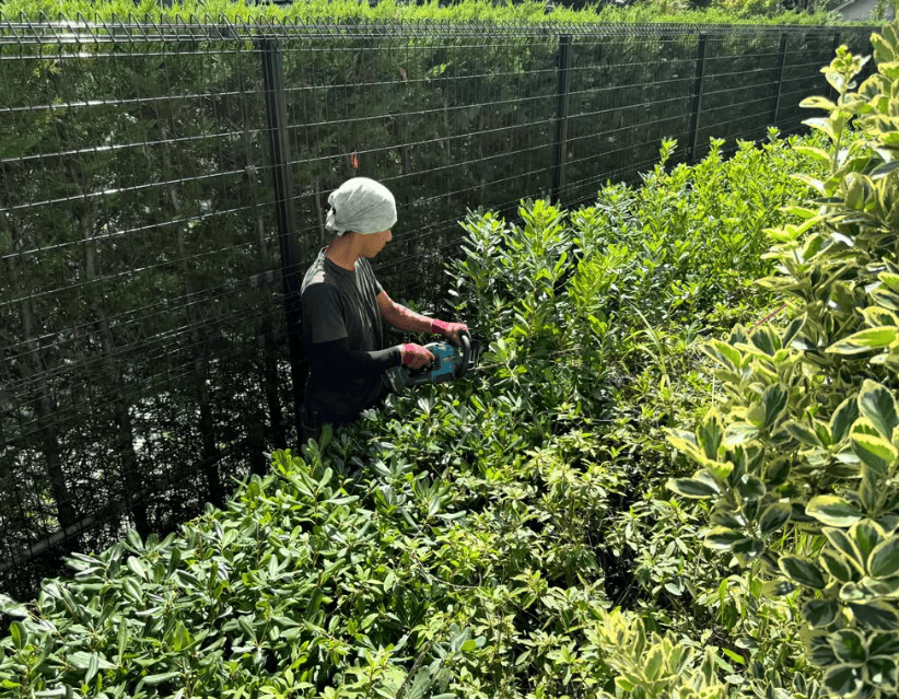 フェンス沿いの植え込みを刈り込んでいるところ